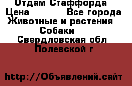 Отдам Стаффорда › Цена ­ 2 000 - Все города Животные и растения » Собаки   . Свердловская обл.,Полевской г.